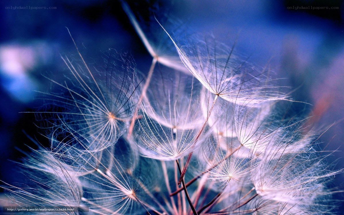Dandelion seeds in blue light