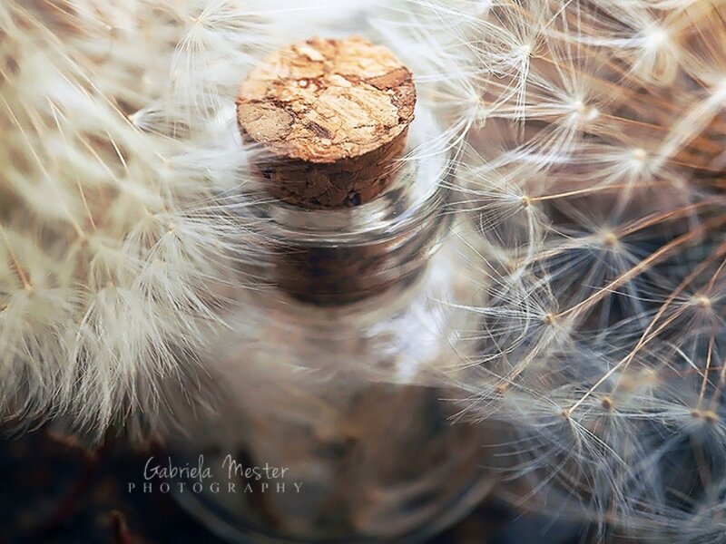 Dandelion Seeds in Bottle