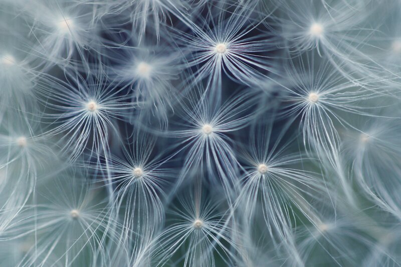 Dandelion seeds in close-up