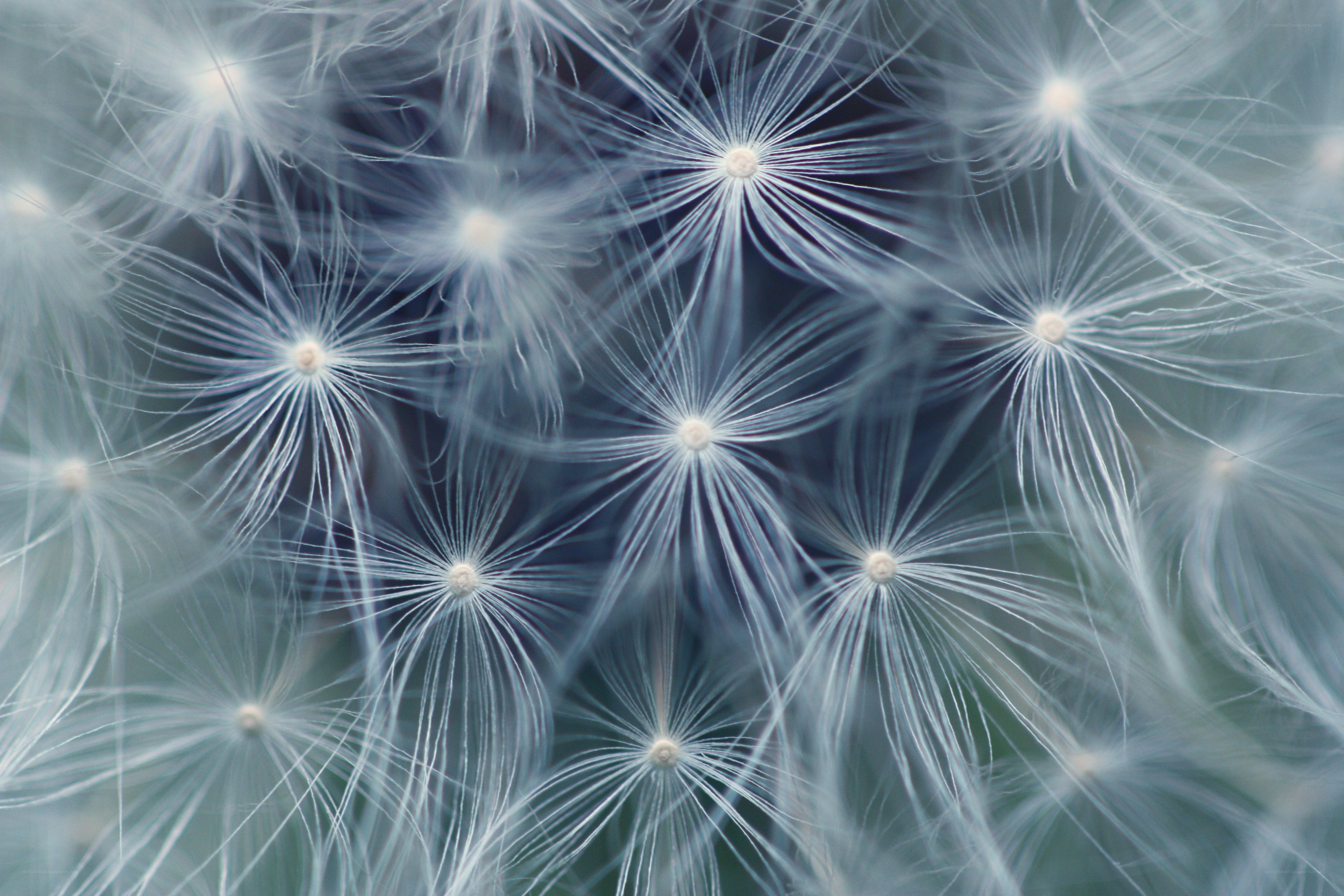 Dandelion seeds in close-up
