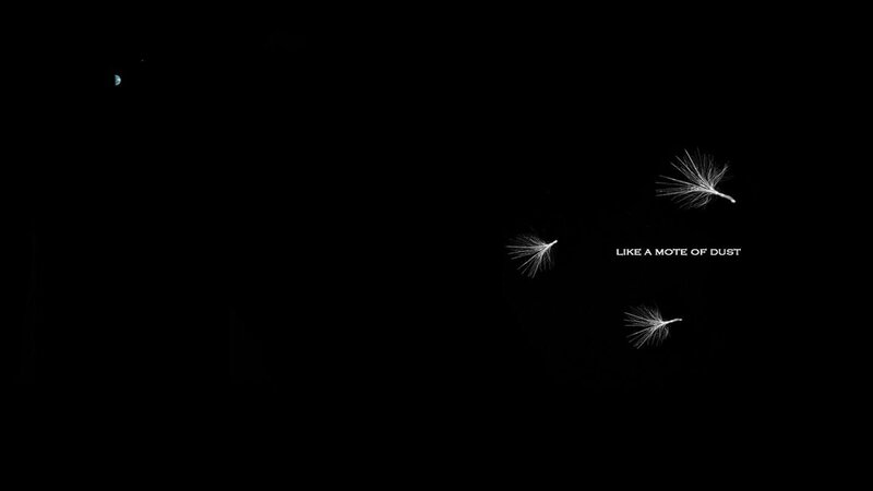 dandelion seeds in darkness