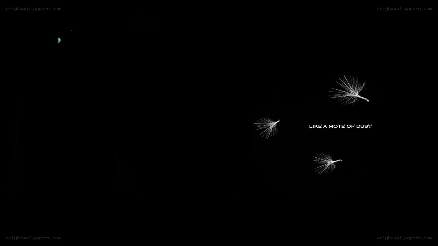 dandelion seeds in darkness