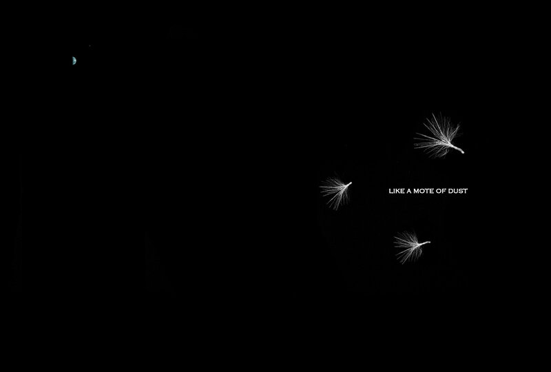 dandelion seeds in darkness