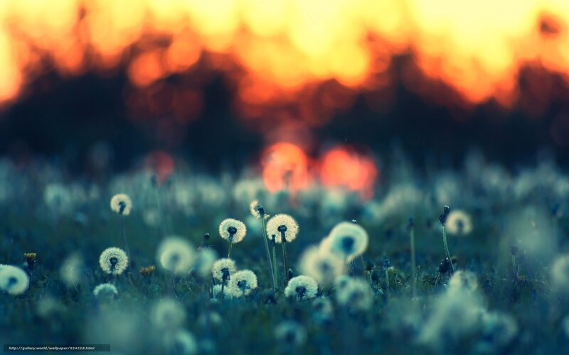 Dandelion Seeds in Field — Blue