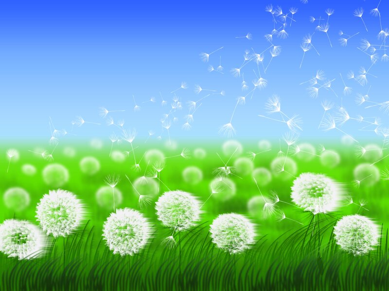 Dandelion Seeds in Field — Green, Serene