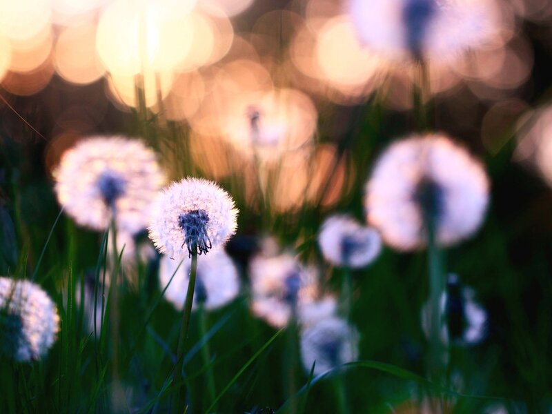 Dandelion Seeds in Field — Green