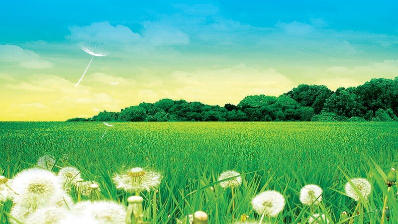 Dandelion Seeds in Field