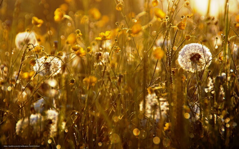 Dandelion Seeds in Field — Yellow, Serene