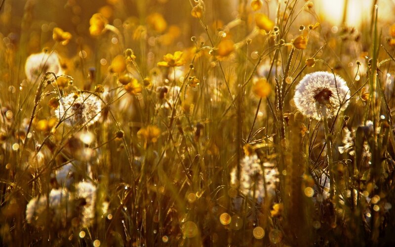 Dandelion Seeds in Field — Yellow