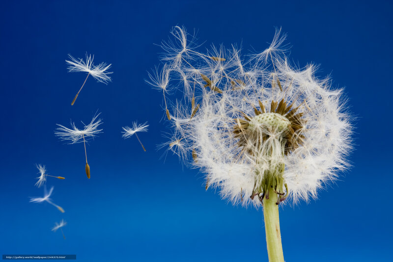 Dandelion seeds in flight