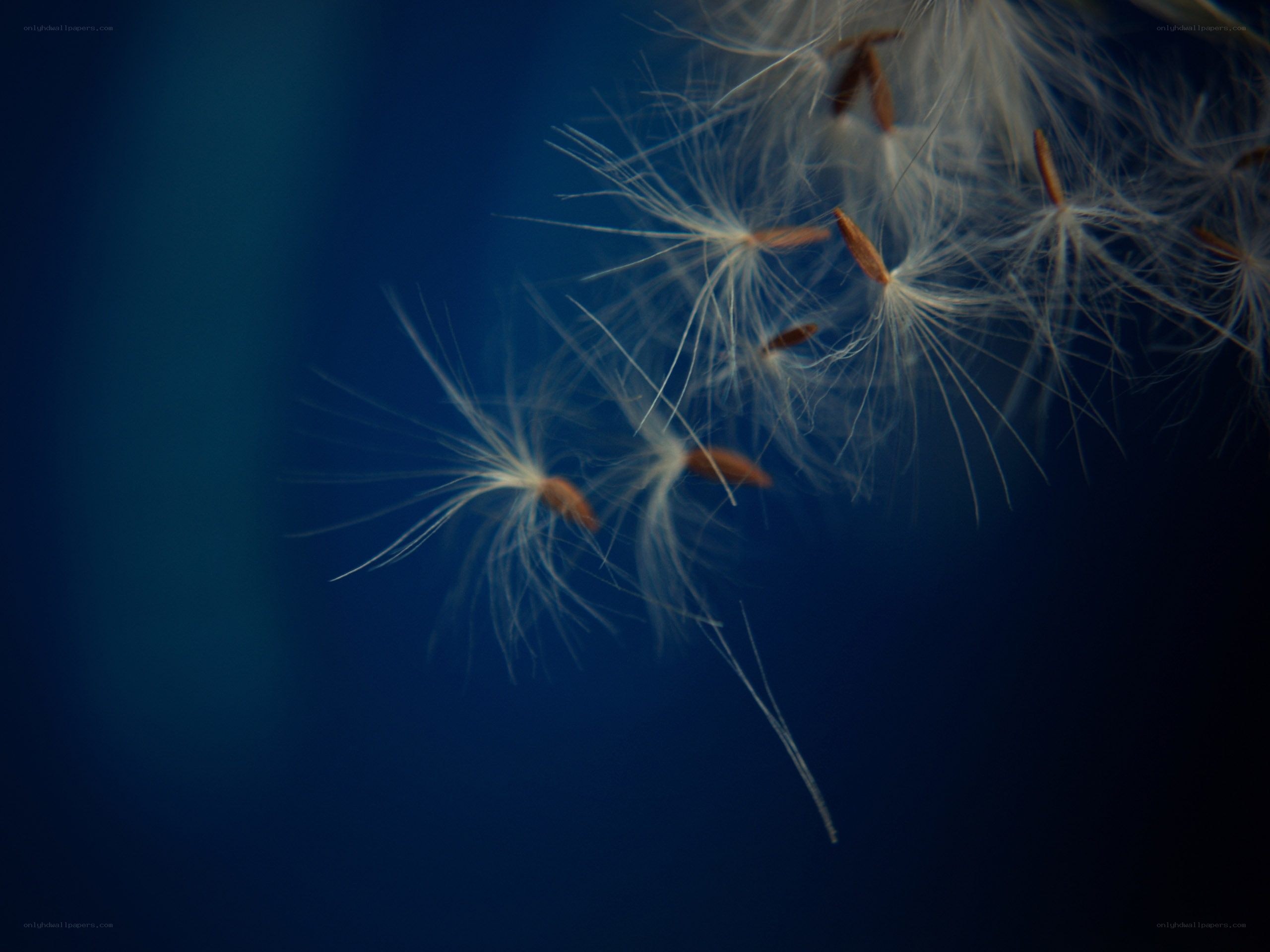 Dandelion seeds in flight