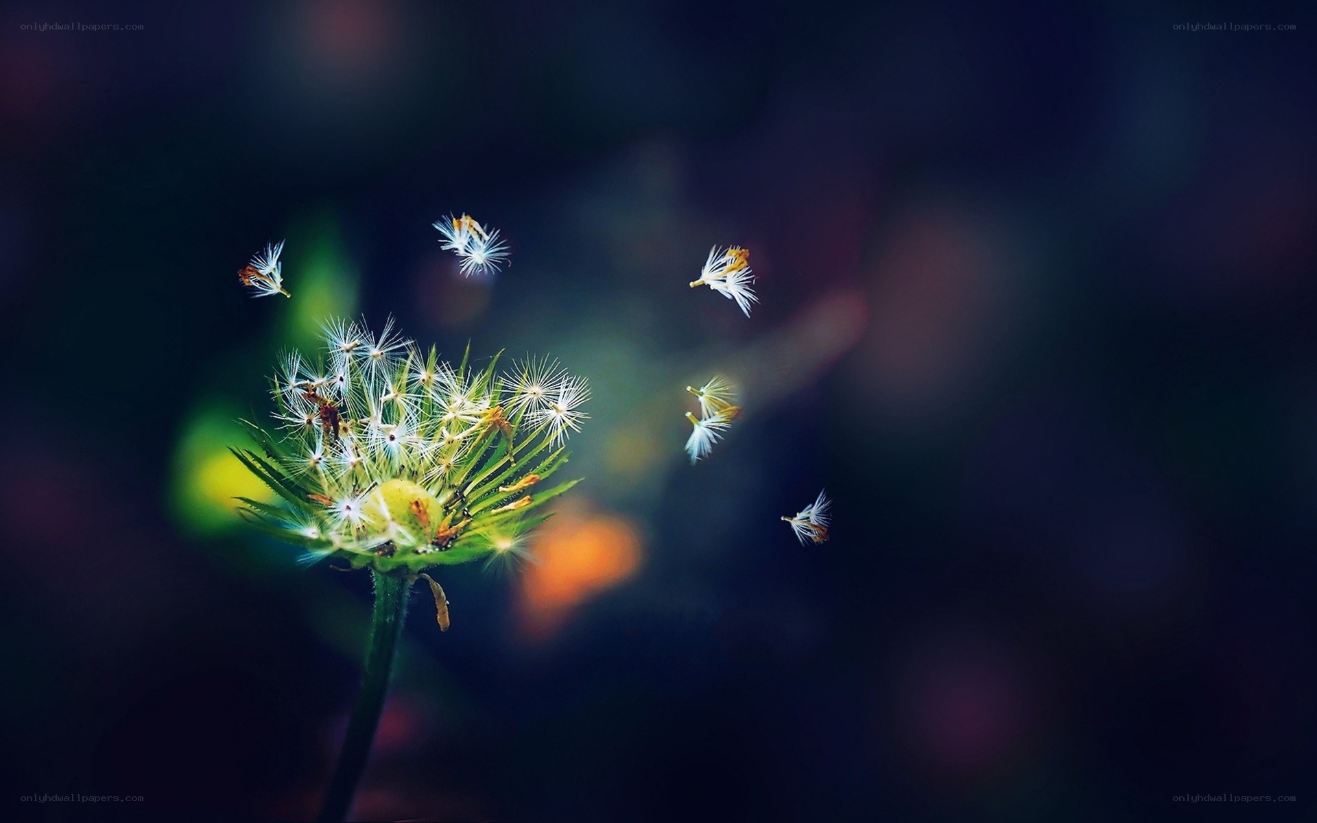 Dandelion seeds in flight