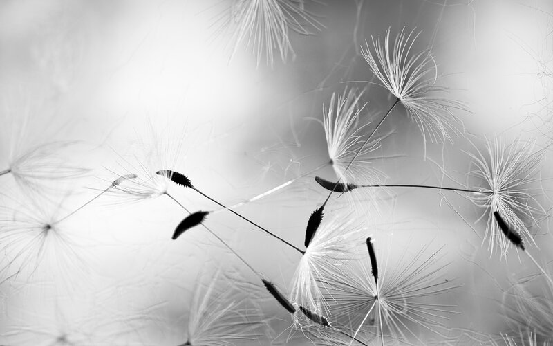 Dandelion Seeds in Flight — Black