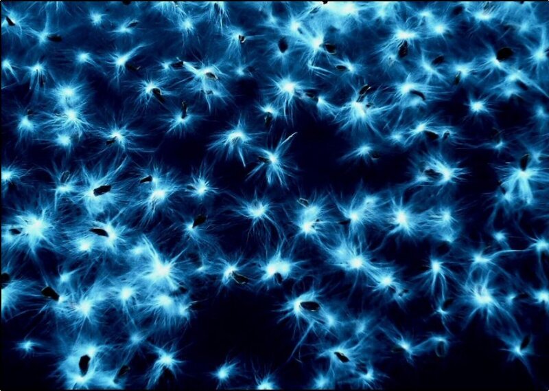 Dandelion Seeds in Flight — Blue, Ethereal