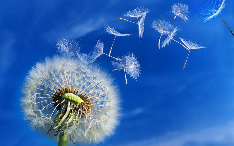 Dandelion Seeds in Flight — Blue, Serene