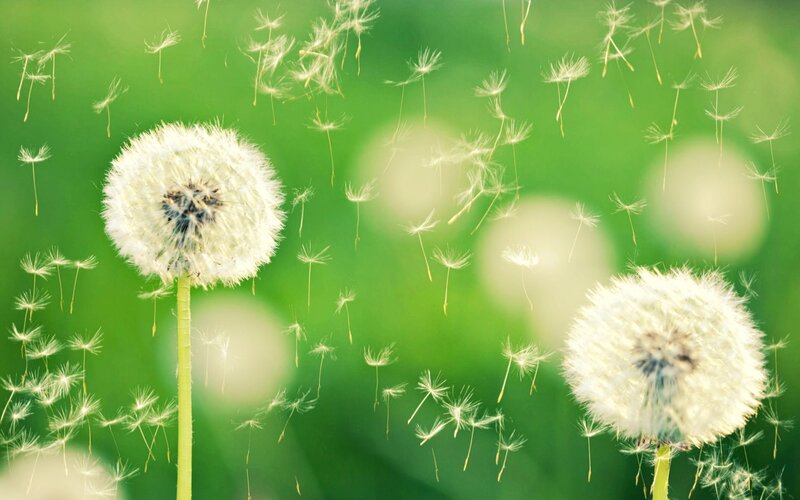 Dandelion Seeds in Flight — Green