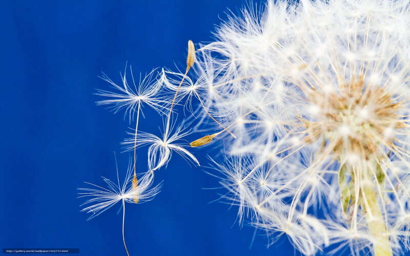 Dandelion Seeds in Flight — White, Serene