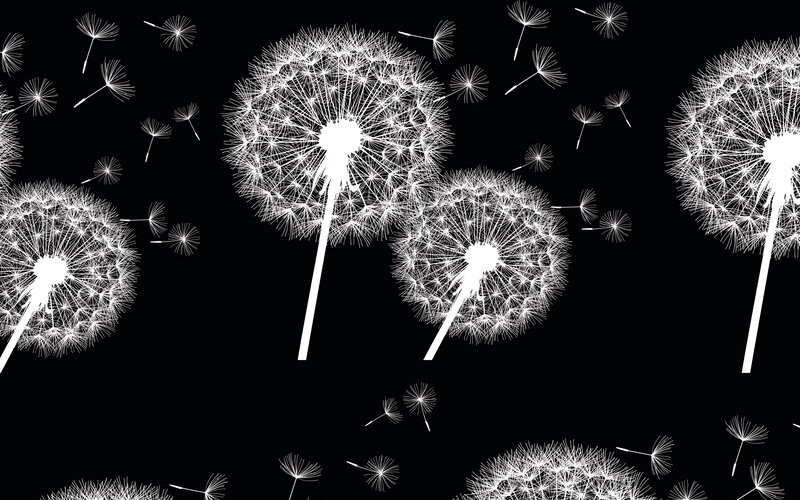 Dandelion Seeds in Flight — White