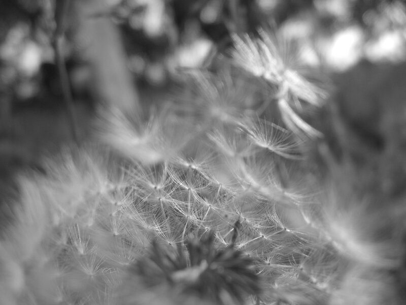Dandelion Seeds in Focus