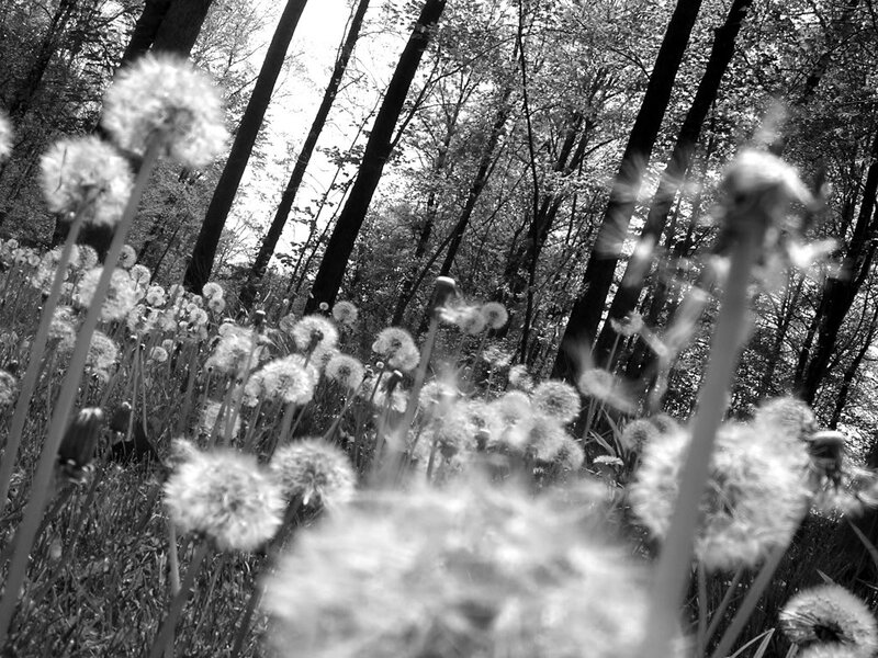Dandelion Seeds in Forest