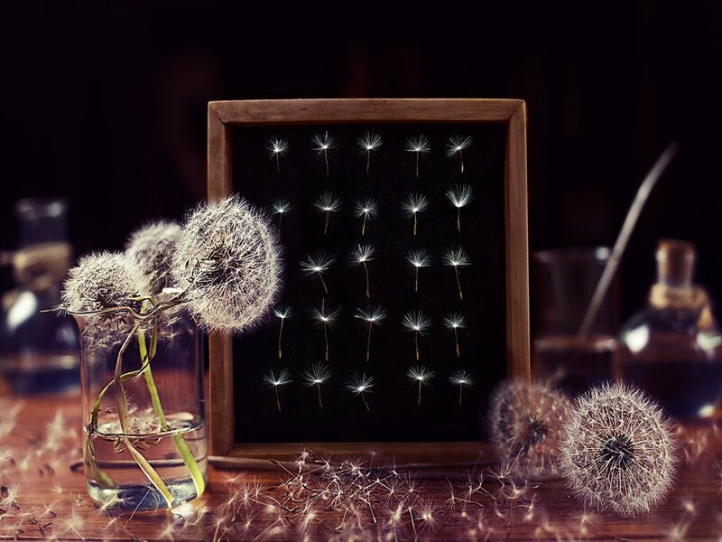 Dandelion Seeds in Frame — Brown