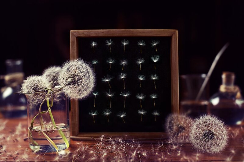 Dandelion Seeds in Frame