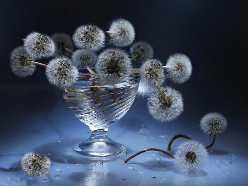 Dandelion Seeds in Glass — Blue, Dramatic, Night