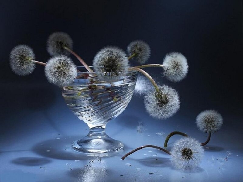 Dandelion Seeds in Glass — Blue, Dramatic