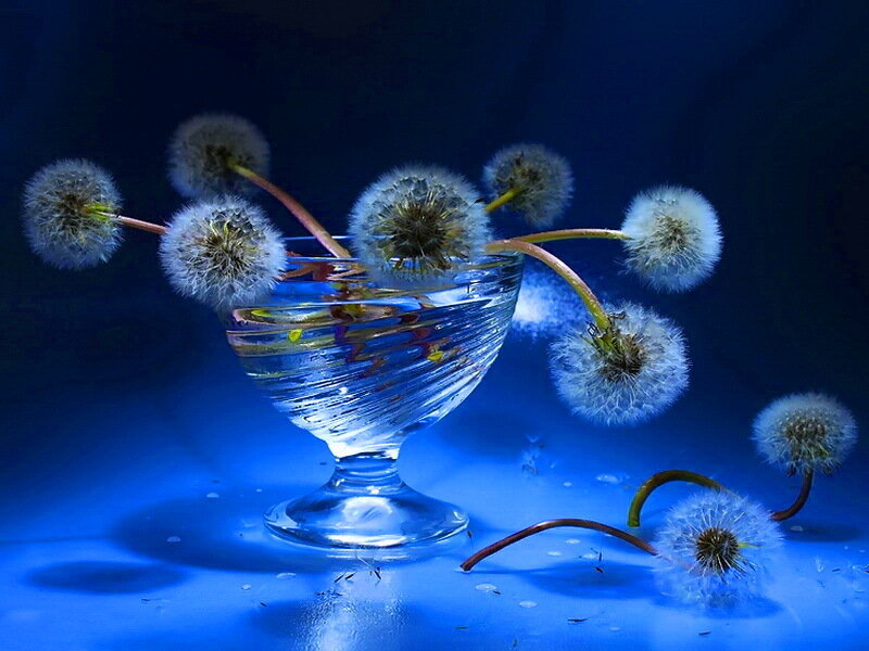 Dandelion Seeds in Glass — Blue