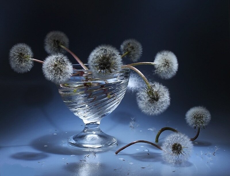 Dandelion Seeds in Glass