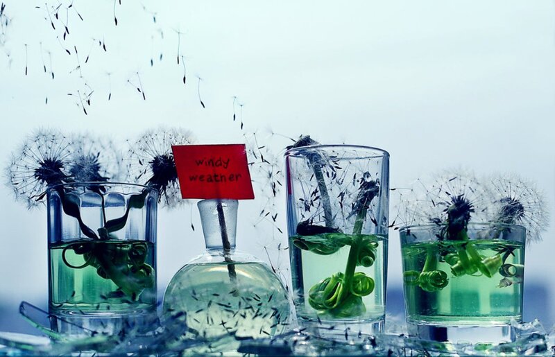 Dandelion Seeds in Glasses
