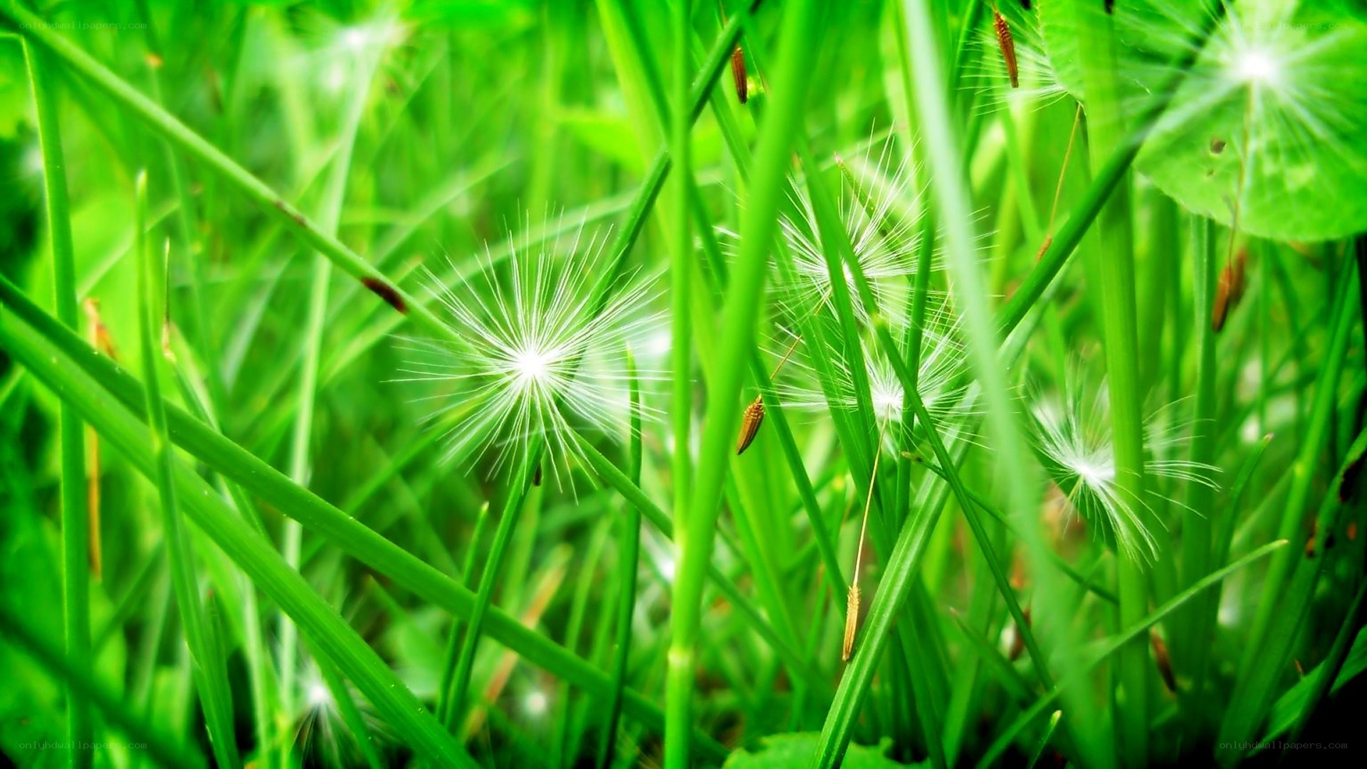 Dandelion seeds in green grass