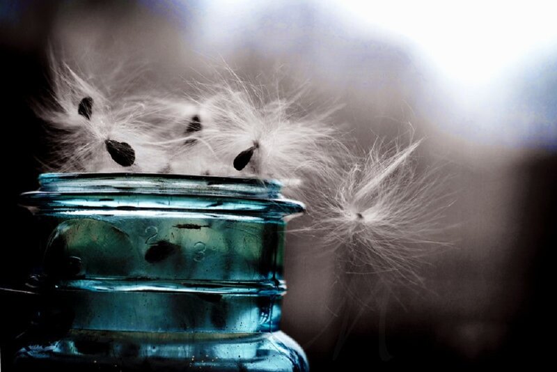 Dandelion Seeds in Jar
