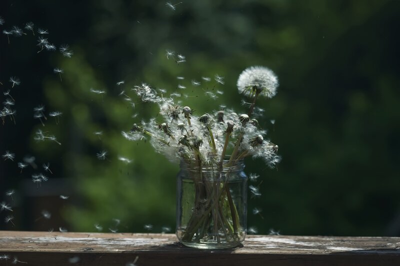 Dandelion Seeds in Jar — White