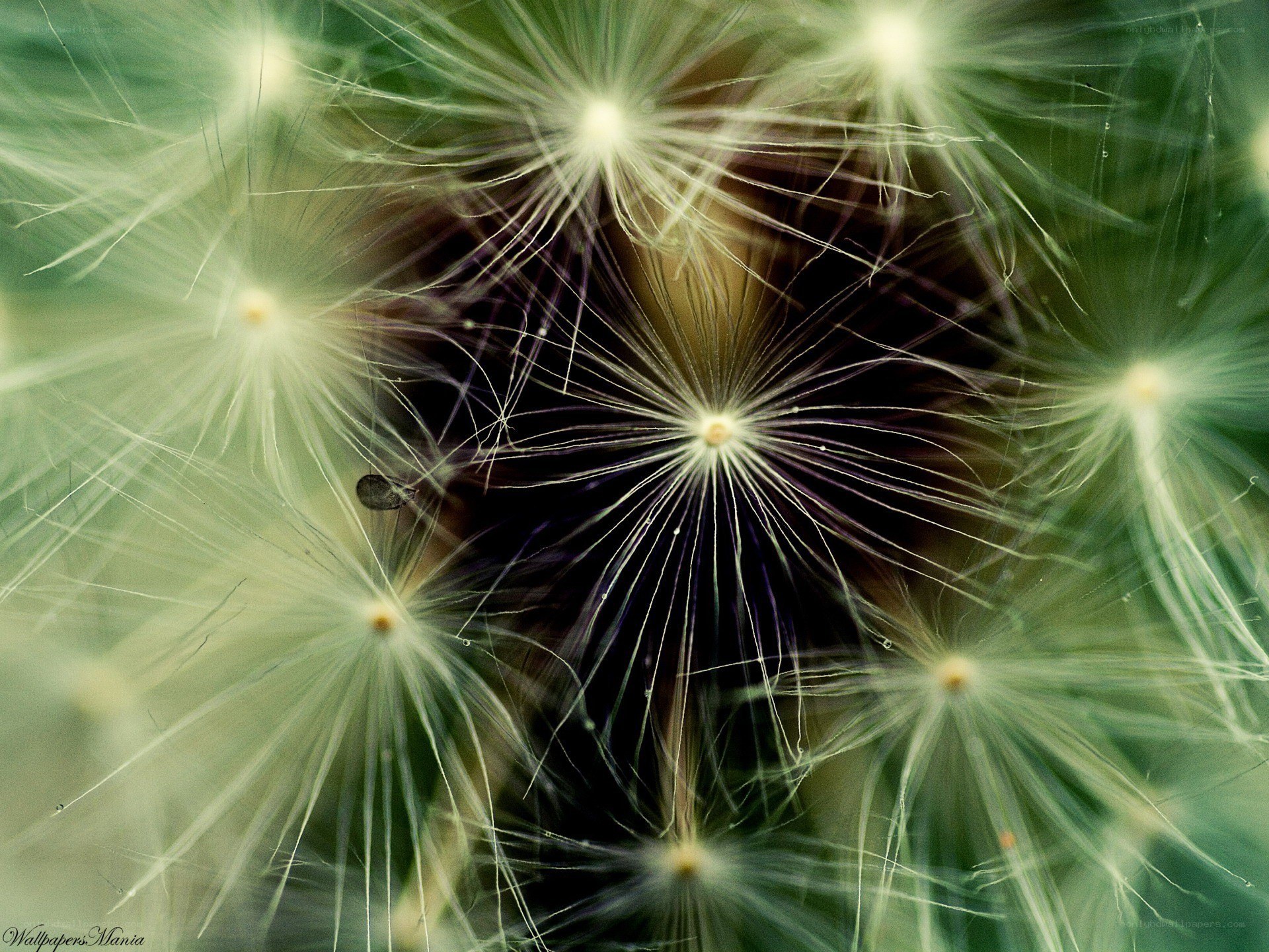 Dandelion seeds in macro