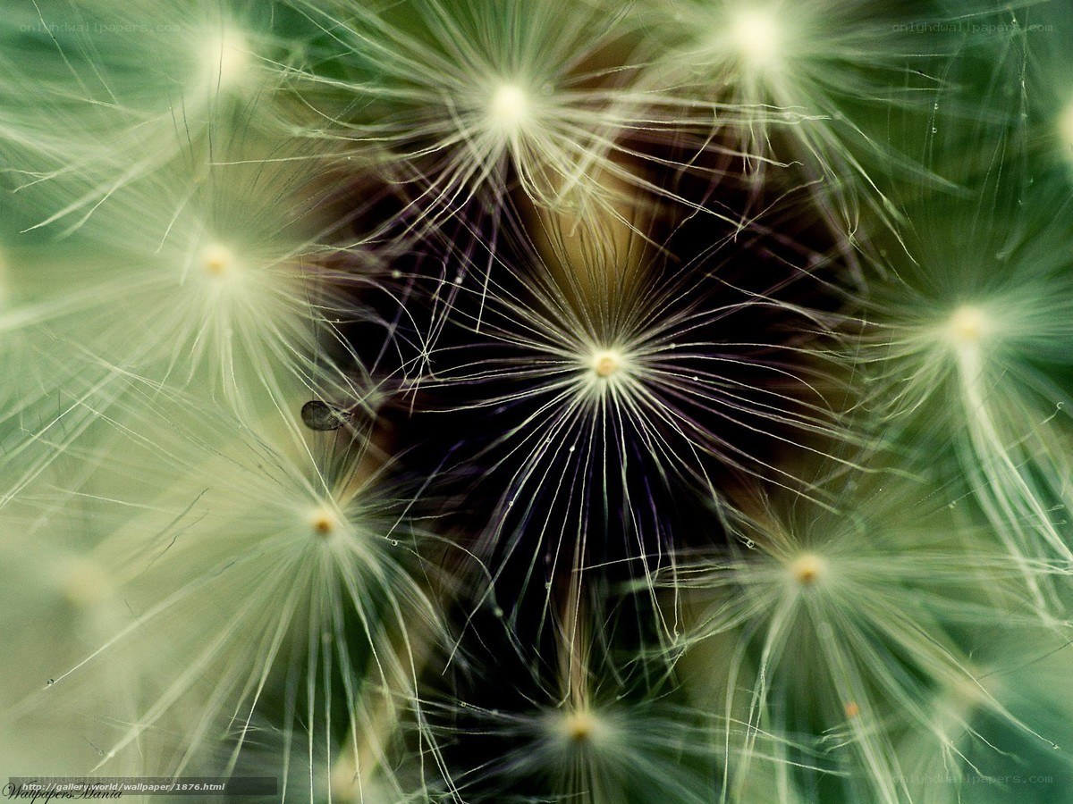 Dandelion seeds in macro