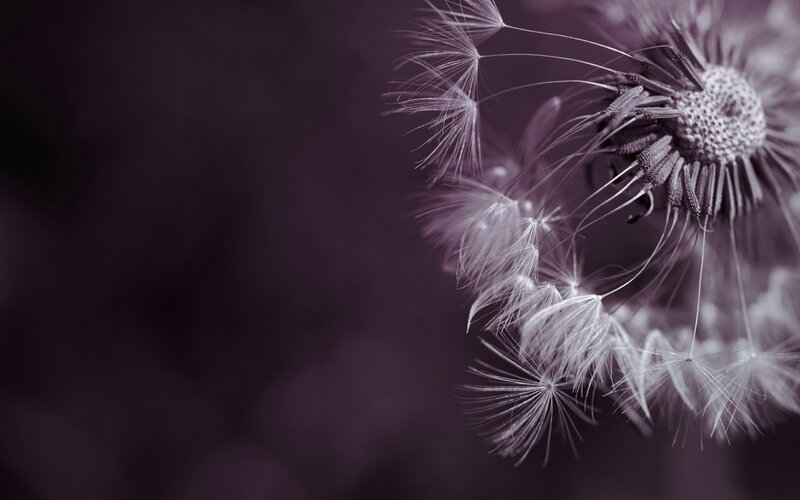 dandelion seeds in motion