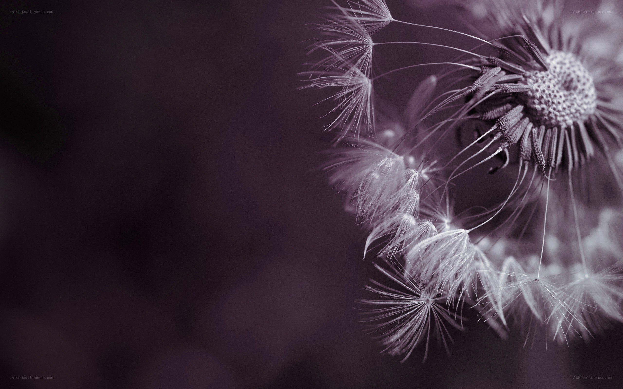 dandelion seeds in motion