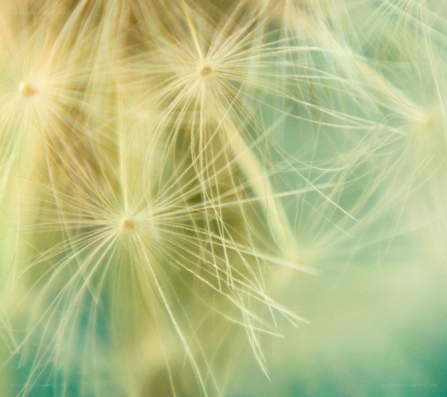 dandelion seeds in motion
