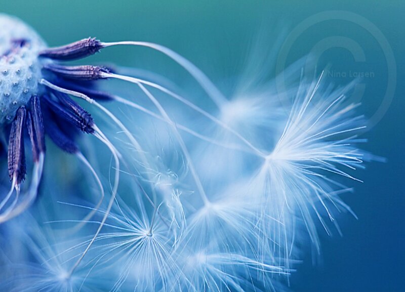 Dandelion seeds in motion