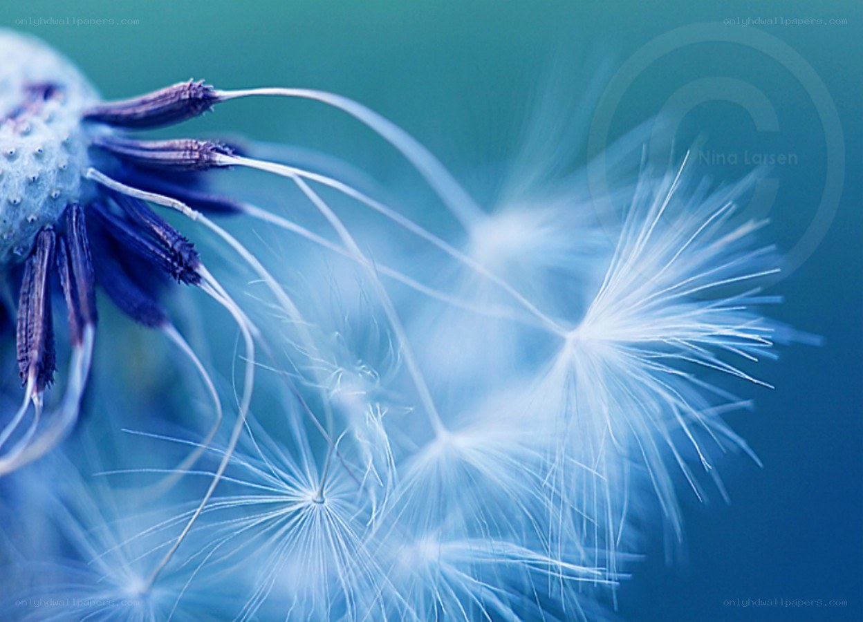 Dandelion seeds in motion