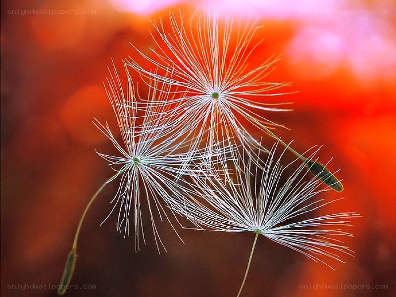 Dandelion seeds in motion