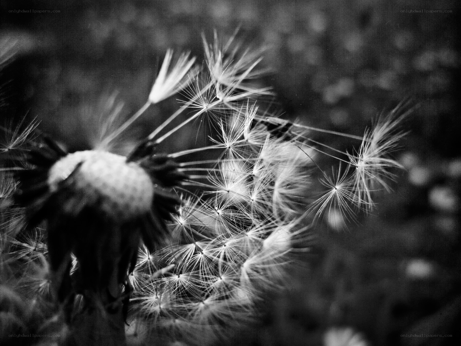 Dandelion seeds in motion