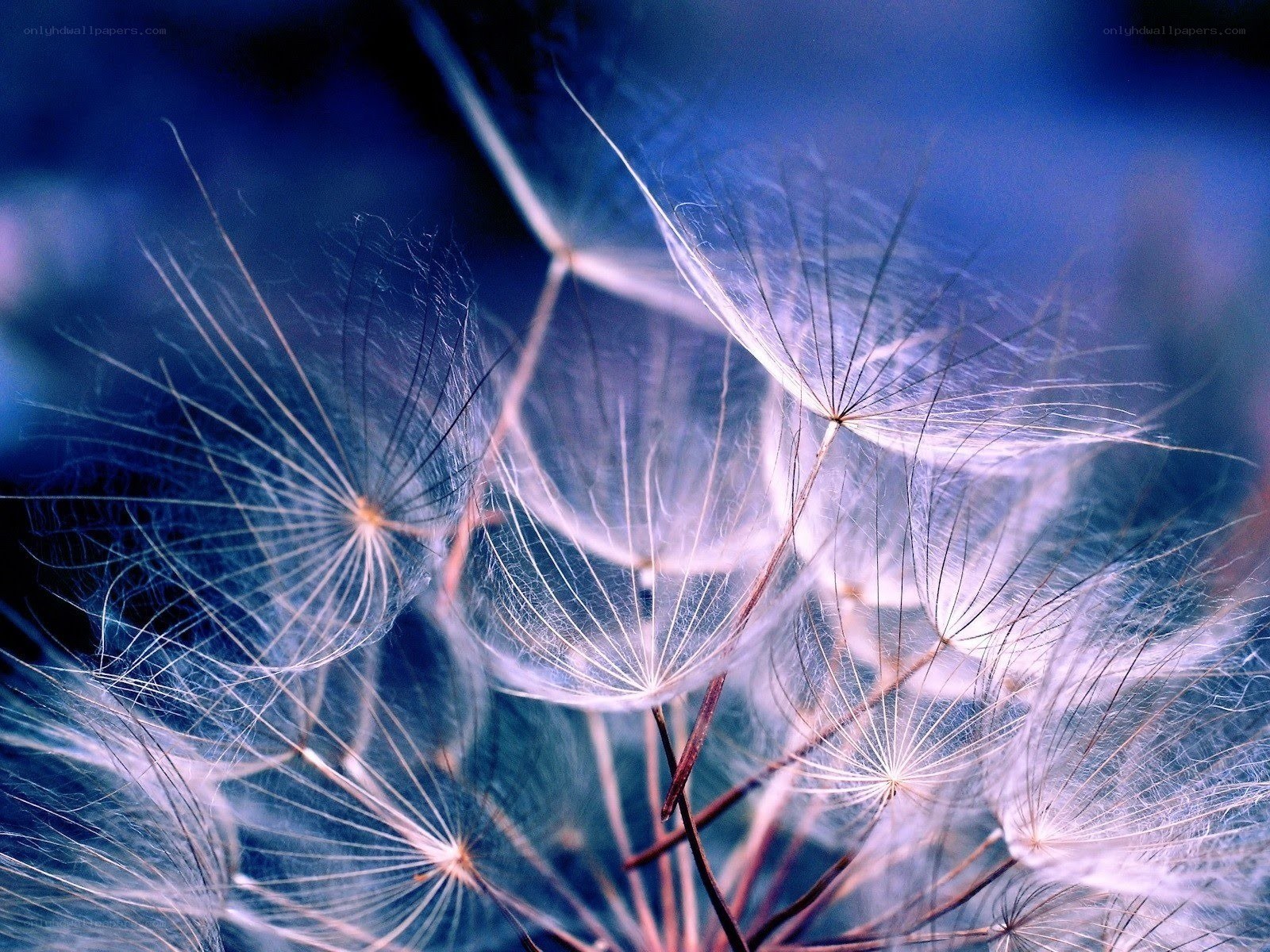 dandelion seeds in motion