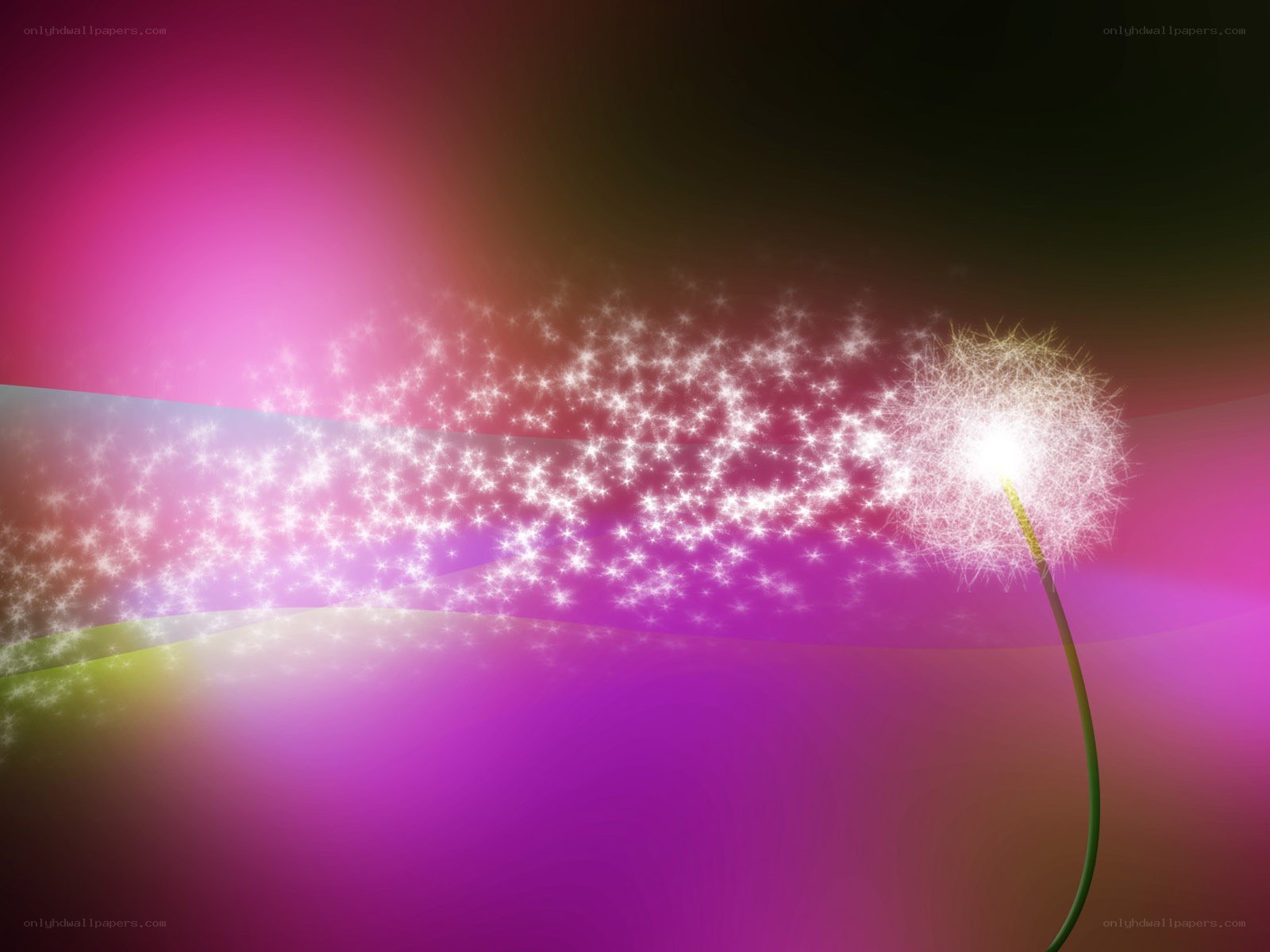 Dandelion seeds in motion