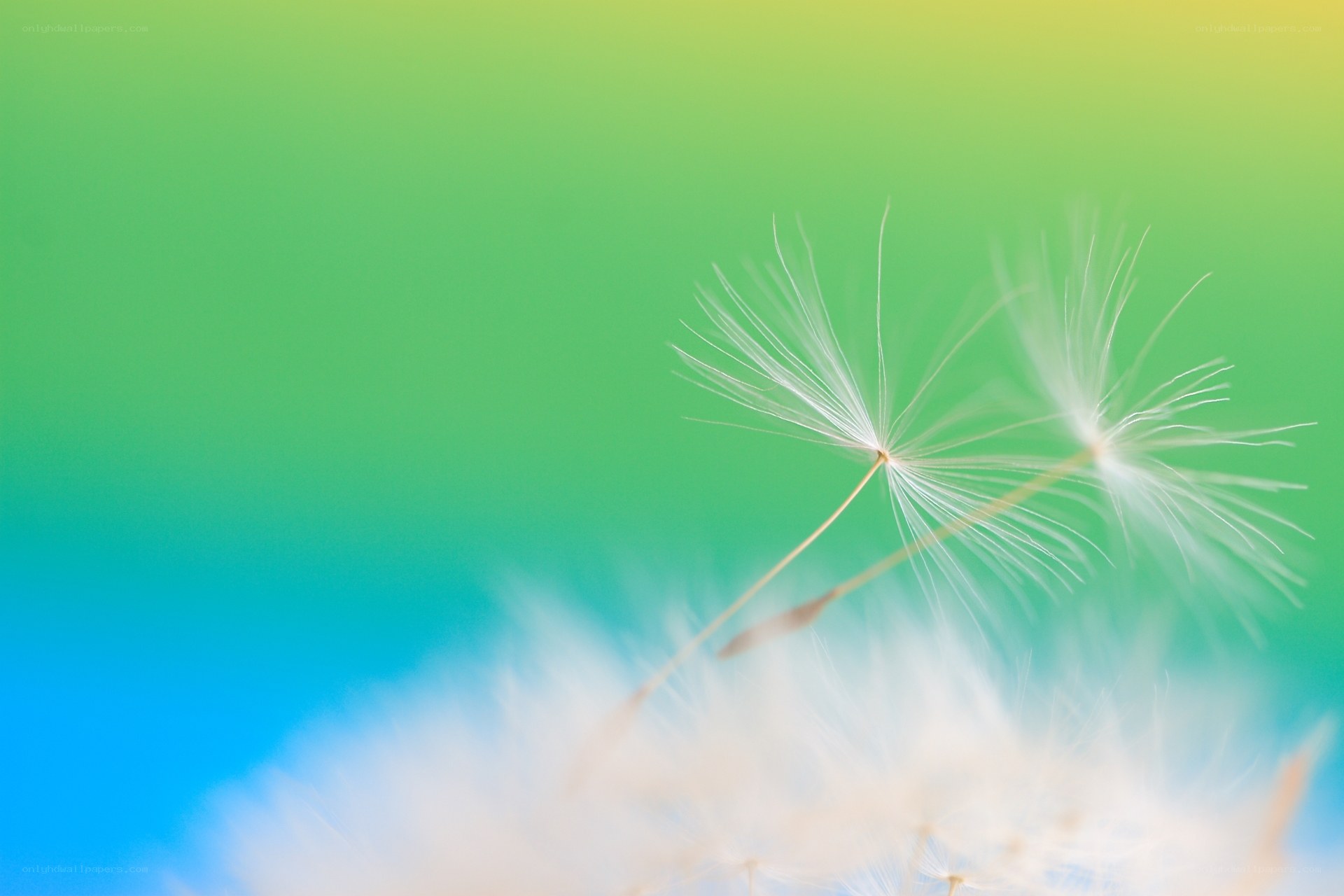 Dandelion seeds in soft focus
