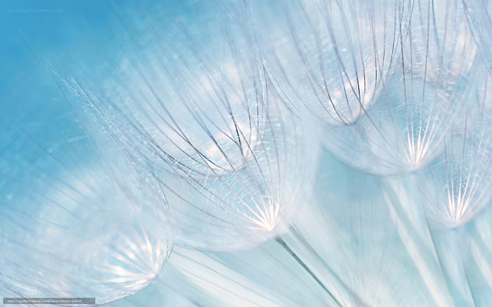 Dandelion seeds in soft light