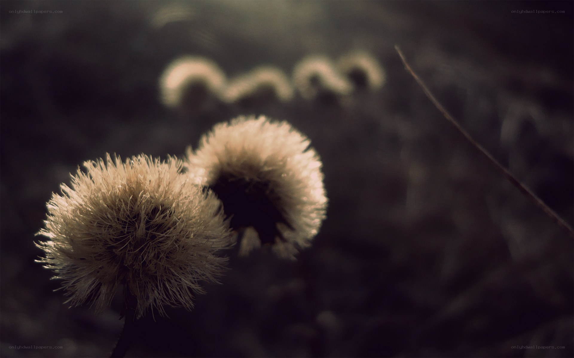 Dandelion seeds in soft light