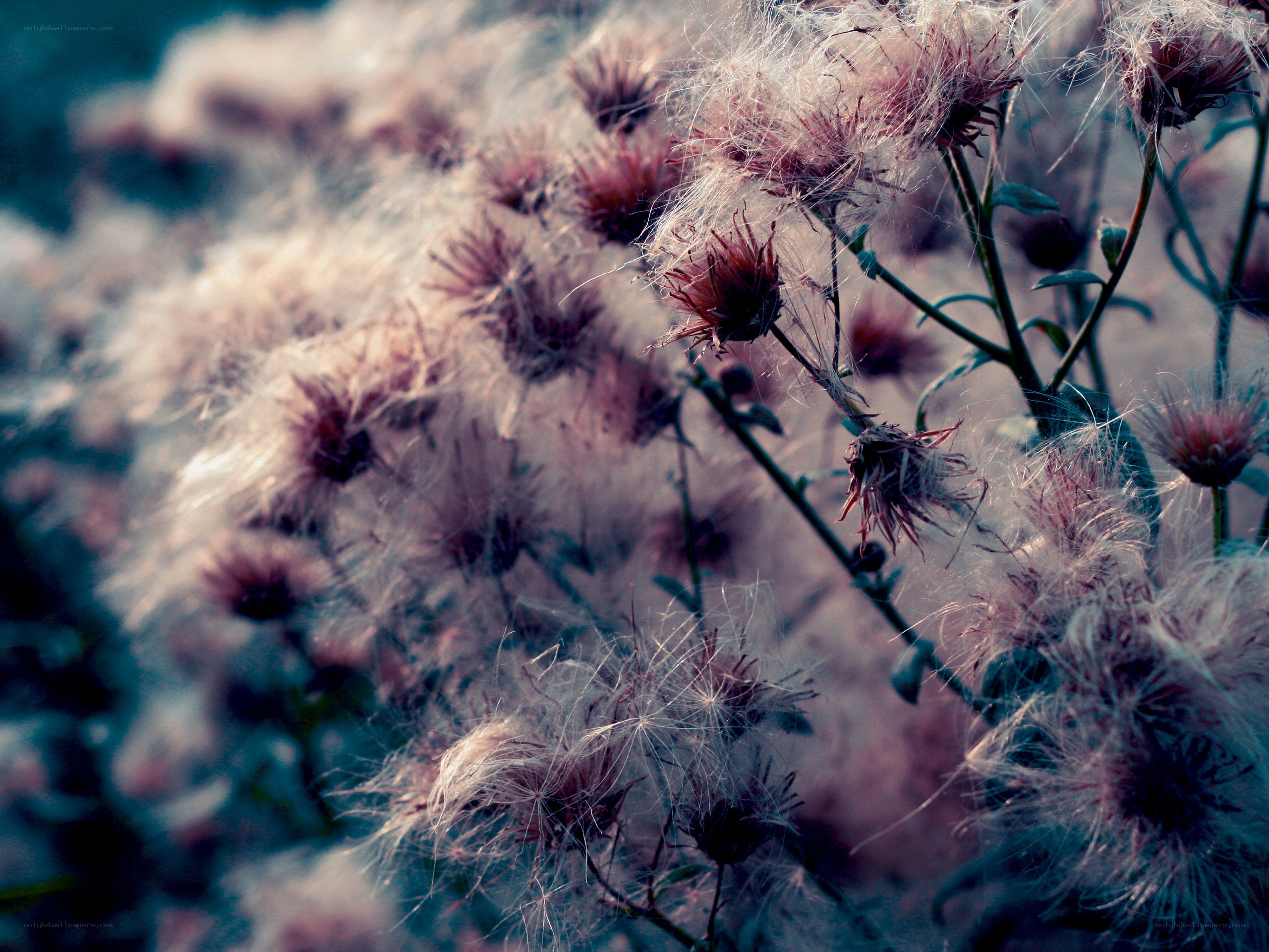 dandelion seeds in soft light