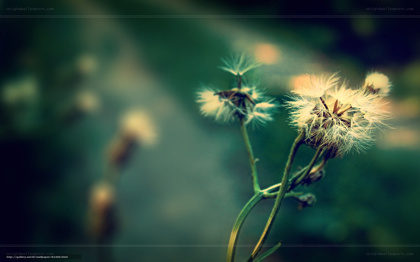 Dandelion seeds in soft light